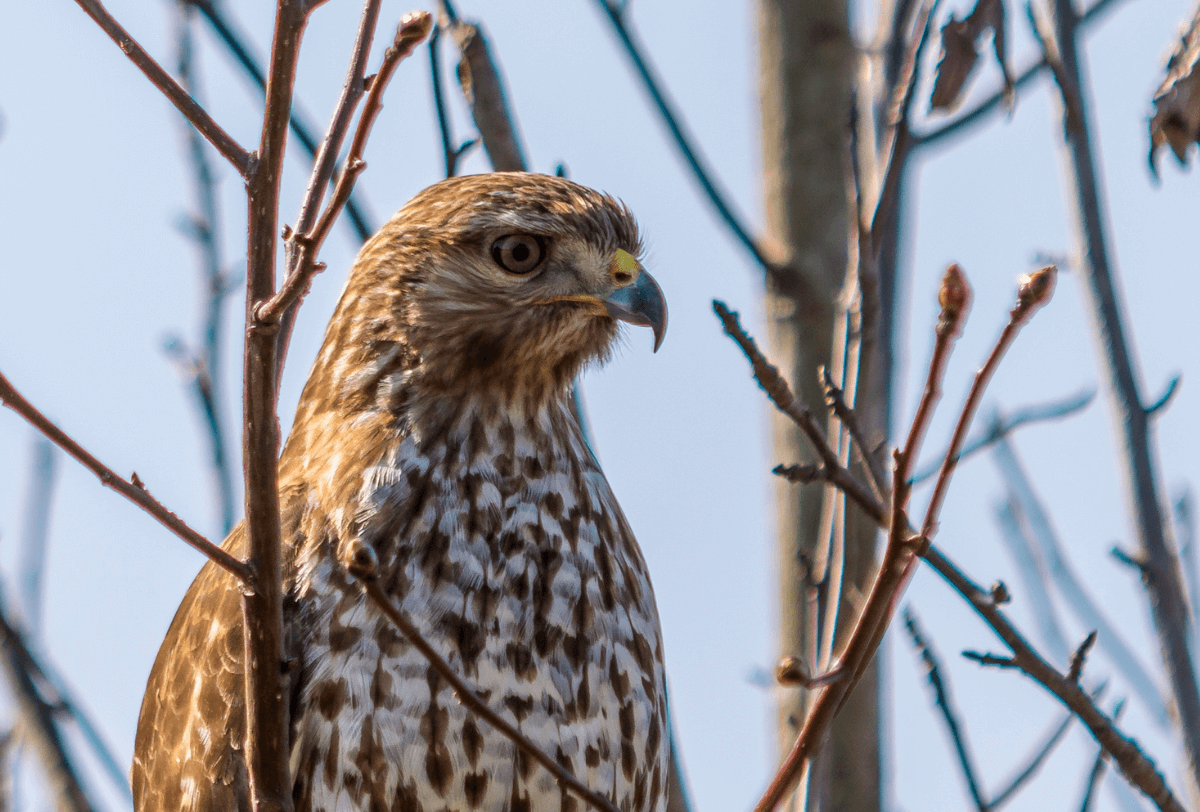 A hawk perched on a tree branch, observing its surroundings attentively.