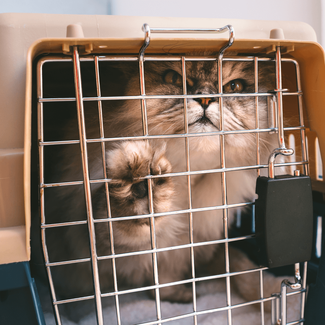 Un chat se trouve à l'intérieur d'une cage, observant son environnement avec curiosité et attention.