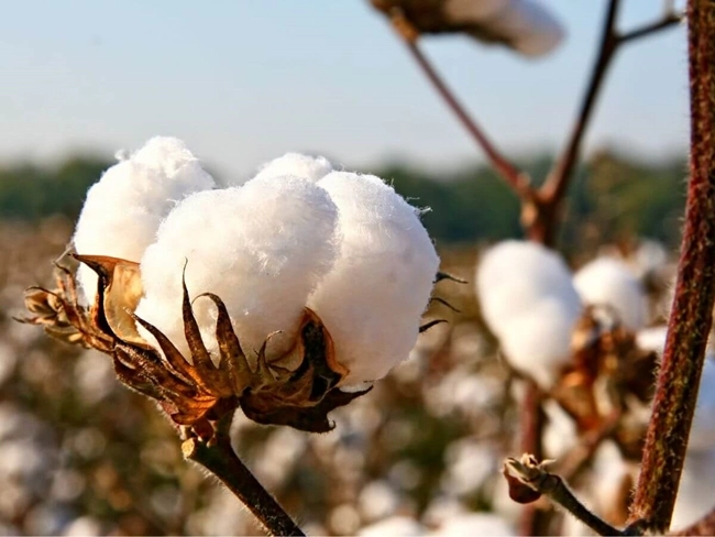 Coton cultivé dans divers pays, représentant une culture essentielle pour l'économie mondiale et l'industrie textile.