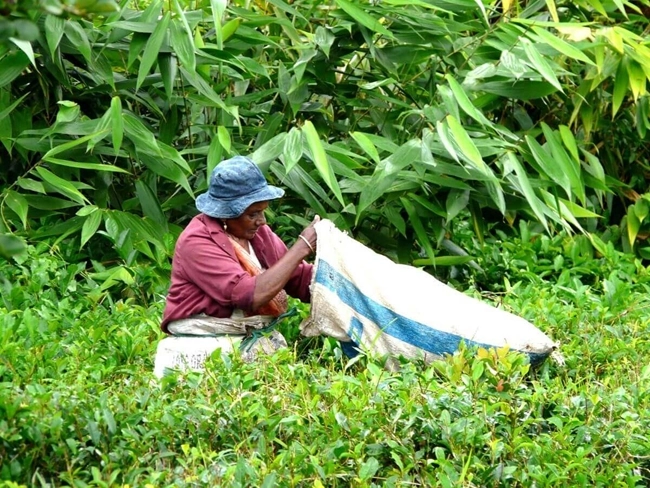 Une femme cueille des feuilles de thé dans un champ verdoyant, illustrant le travail traditionnel de la récolte.