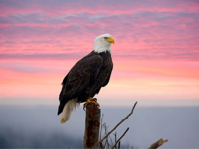 A golden eagle perched on a tree branch, illuminated by the golden light of sunset.