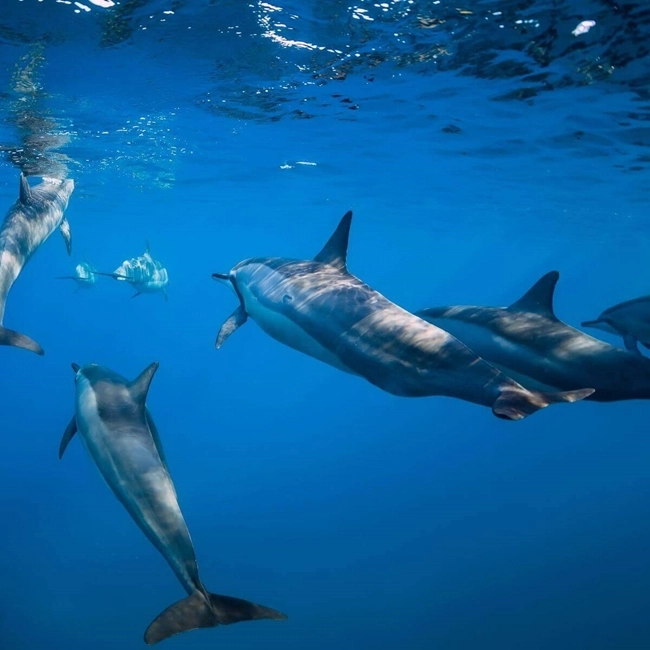 Dauphins nageant dans l'eau bleue