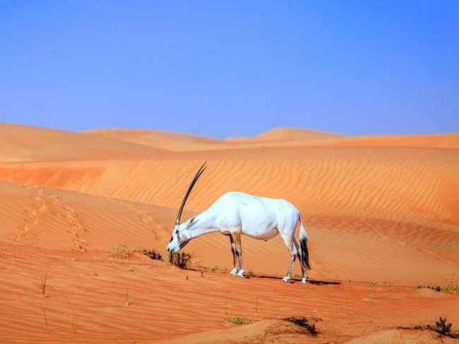 Un oryx paissant dans le désert, entouré de sable et de chaleur, illustrant la faune adaptée à des conditions arides.