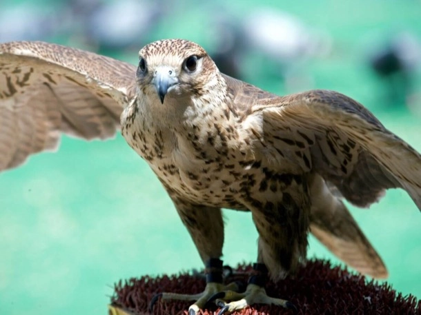 Un oiseau de proie perché sur un mangeoire pour oiseaux, observant son environnement avec attention.