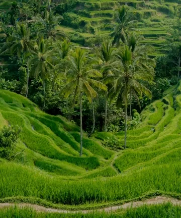 indonesia