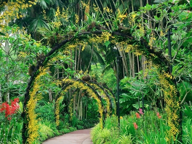 Un chemin dans un jardin tropical, bordé de fleurs jaunes éclatantes, invitant à la promenade et à la découverte.