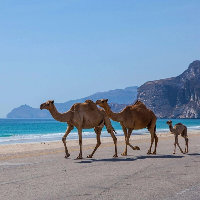 Chameaux se reposant sur une plage en Oman, avec des dunes de sable et un ciel bleu en arrière-plan.