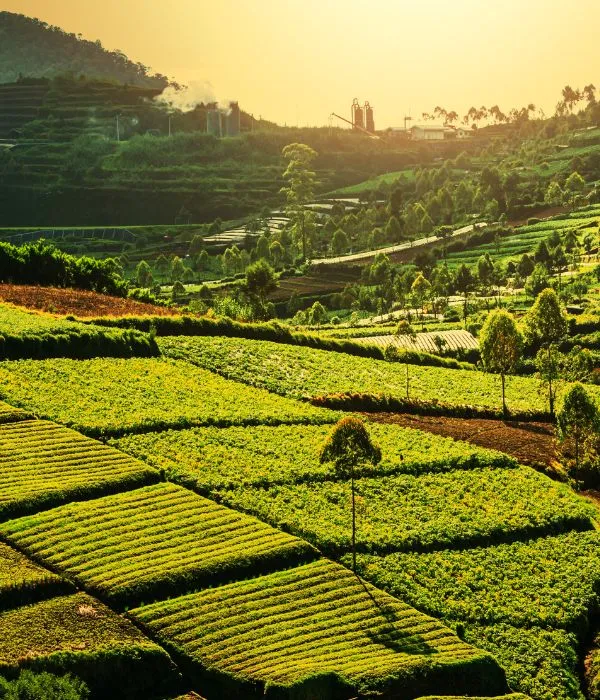 Une vue sereine de Bali, en Indonésie, mettant en valeur ses paysages luxuriants