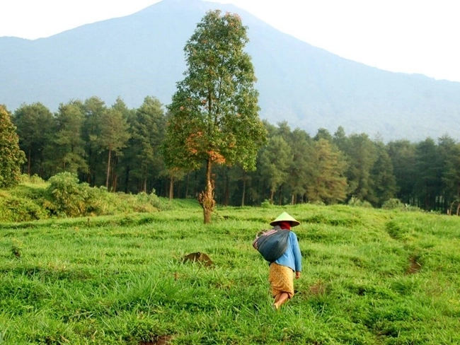 A man walks across a field, with a majestic tree in the background, symbolizing nature and tranquility.