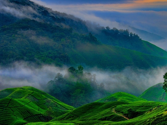 Green hills of the Cameron Highlands in Malaysia, offering a lush, soothing natural landscape.