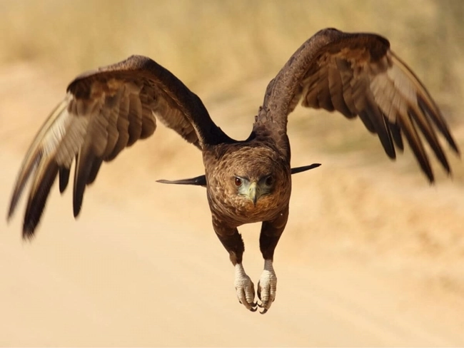 Un grand oiseau survole une route en terre, créant une scène naturelle et paisible.