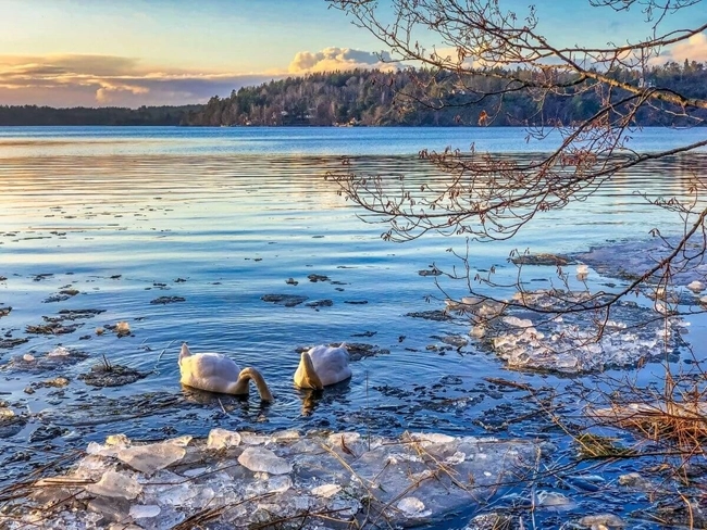 Swans on the ice of a lake at sunset, creating a peaceful, picturesque scene.