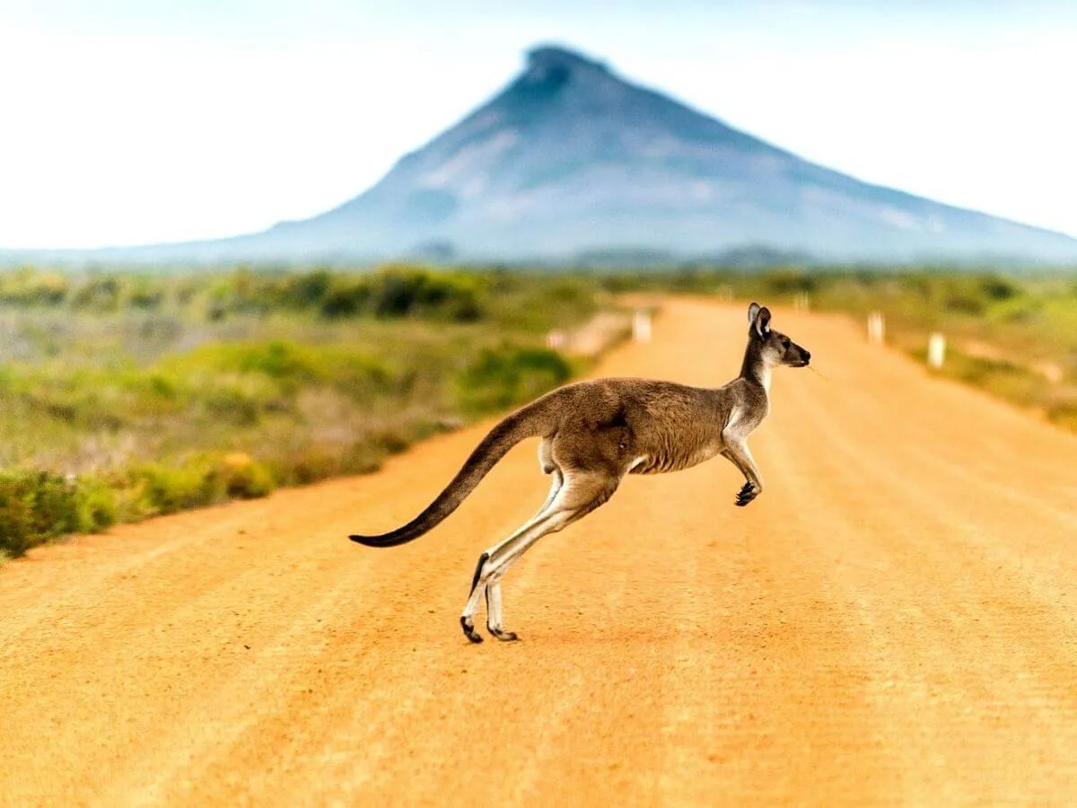 image of a kangaroo 