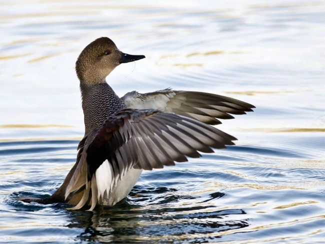 Le huard, un oiseau se tient sur ses ailes dans l'eau, créant une scène captivante de la nature.