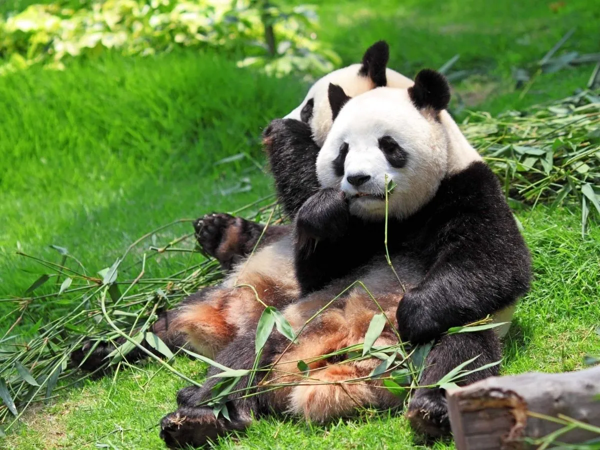 Two pandas feeding on grass in a green field, illustrating the tranquility of nature.