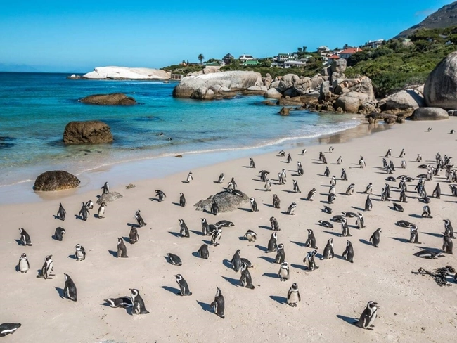 Penguins on a beach in south africa