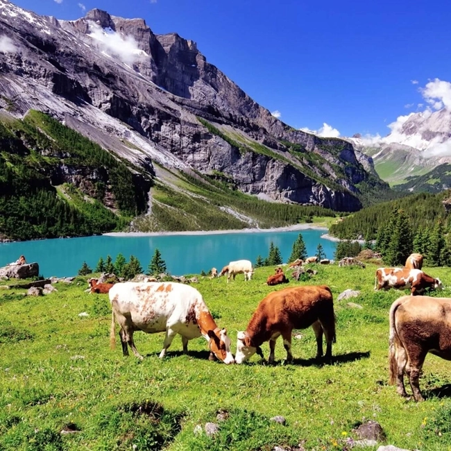 Cows grazing on grass in front of a peaceful lake, creating a serene, bucolic scene.