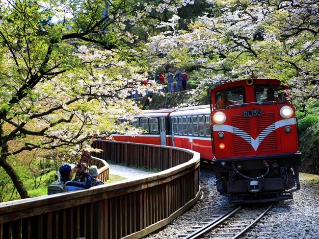 A red train passes through a park dotted with cherry blossom trees, creating a picturesque spring scene.