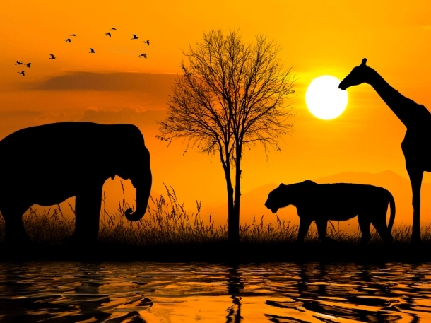 Faune africaine majestueuse silhouettée au coucher du soleil, créant une atmosphère sereine et captivante.