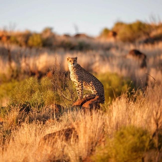  A cheetah sits on a rock in the middle of a dry meadow, observing its surroundings attentively.