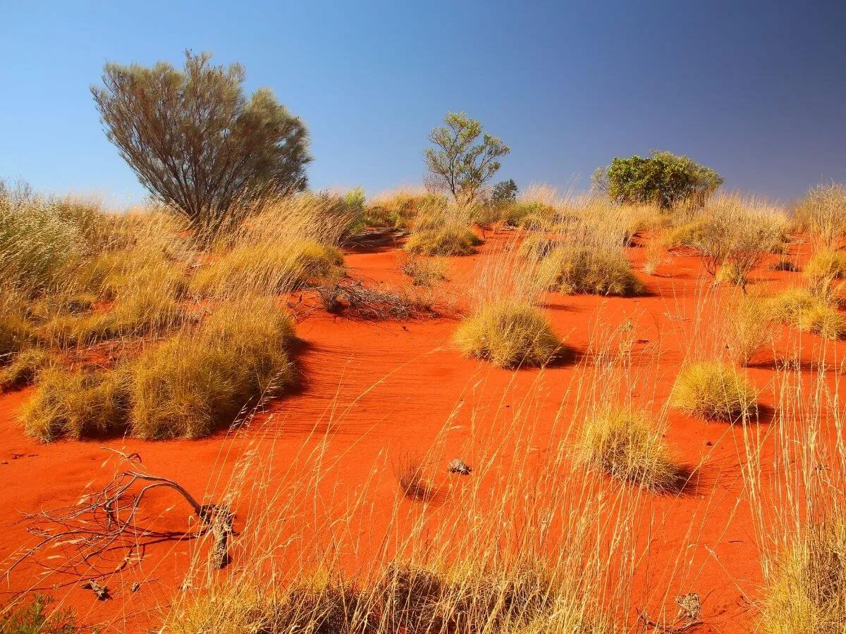 Red sand dunes in the Australian bush, forming a spectacular desert landscape under a blue sky.